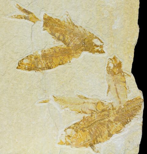 Fossil Fish (Knightia) Mortality Plate - Wyoming #136826